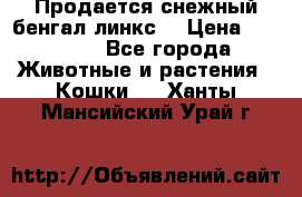Продается снежный бенгал(линкс) › Цена ­ 25 000 - Все города Животные и растения » Кошки   . Ханты-Мансийский,Урай г.